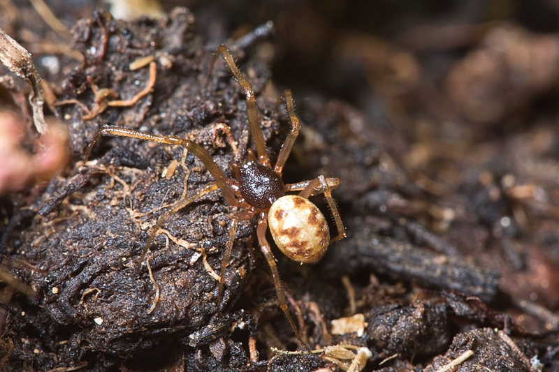 Steatoda triangulosa